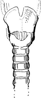 Kehlkopf, Vorderansicht
